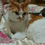 セロリの画像