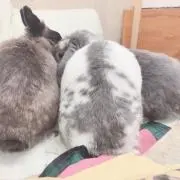 うさぎ@8月中旬で削除しますの画像