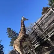 ピッピの画像