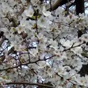 たこやきやけたの画像