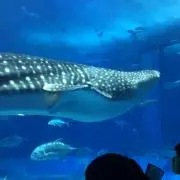 ゆう