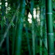バンブーの画像