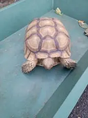 ラック