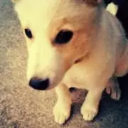 haru