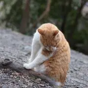necoの画像