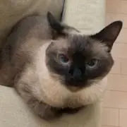 のんつん