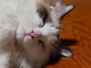 お猫の画像