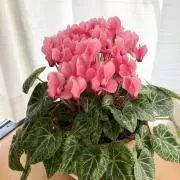 いちごまるの画像