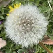 くっちゃ