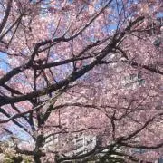 ゆきの画像