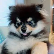 くまの画像