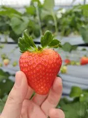 さゆりの画像