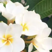 MOANA shopの画像