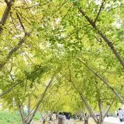 メル