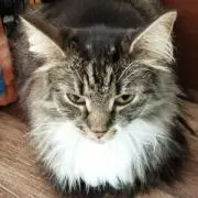 シュルツの画像