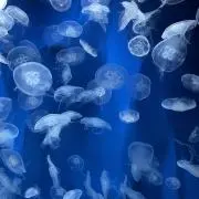 モの画像