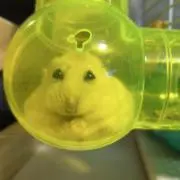 しかの画像