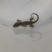 TATSUUU
