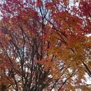 白縹の画像