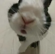 びっけの画像