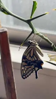 りゅうりゅう