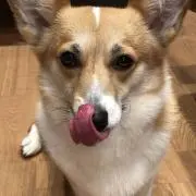 必読プロフィール ヤンミの画像