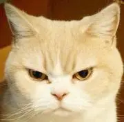 ねこたろう
