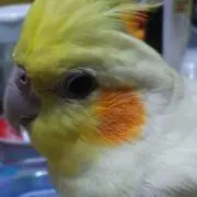 スズカ飼い主の画像