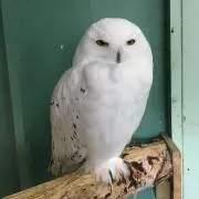 みーこの画像