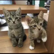はるときき