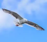 レオの画像