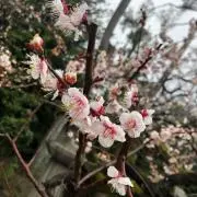 さーの画像