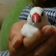 ＡＹＡの画像
