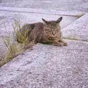 sの画像