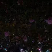 秋田の狛犬
