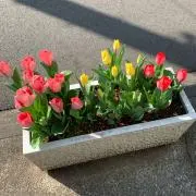 しんの画像