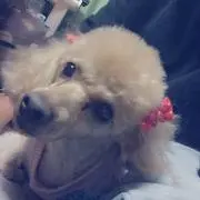 さしこ☆の画像
