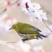 Isamu