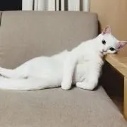 のん