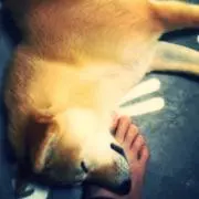 ゴリゴリらの画像
