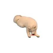 わかめさんの画像