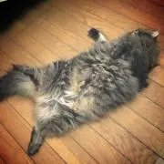 hi