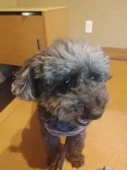 こてつの画像