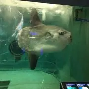 sachiko☆の画像