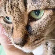 猫✩.*˚プロフ必読でฅ^•ω•^ฅ