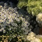 あの画像