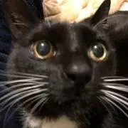 ぐしやすの画像