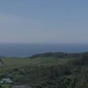 青森権産のヤンの画像