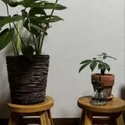 Fucasualの画像