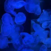 モの画像
